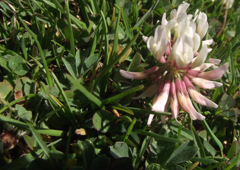 <i>Trifolium pallescens</i> Schreb.