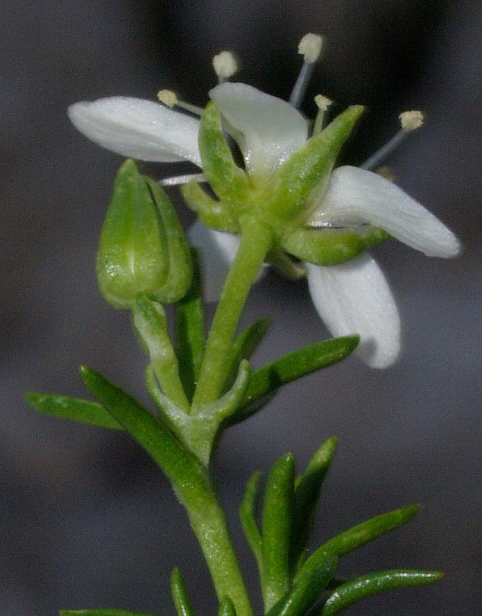 <i>Moehringia ciliata</i> (Scop.) Dalla Torre