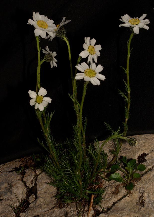 <i>Achillea barrelieri</i> (Ten.) Sch.Bip. subsp. <i>oxyloba</i> (DC.) F.Conti & Soldano