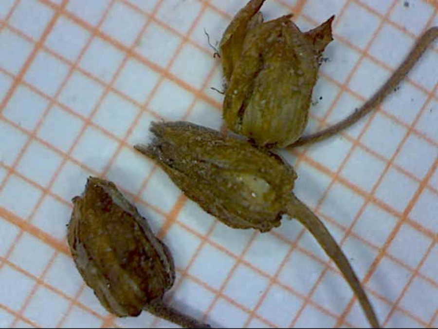 <i>Arenaria biflora</i> L.