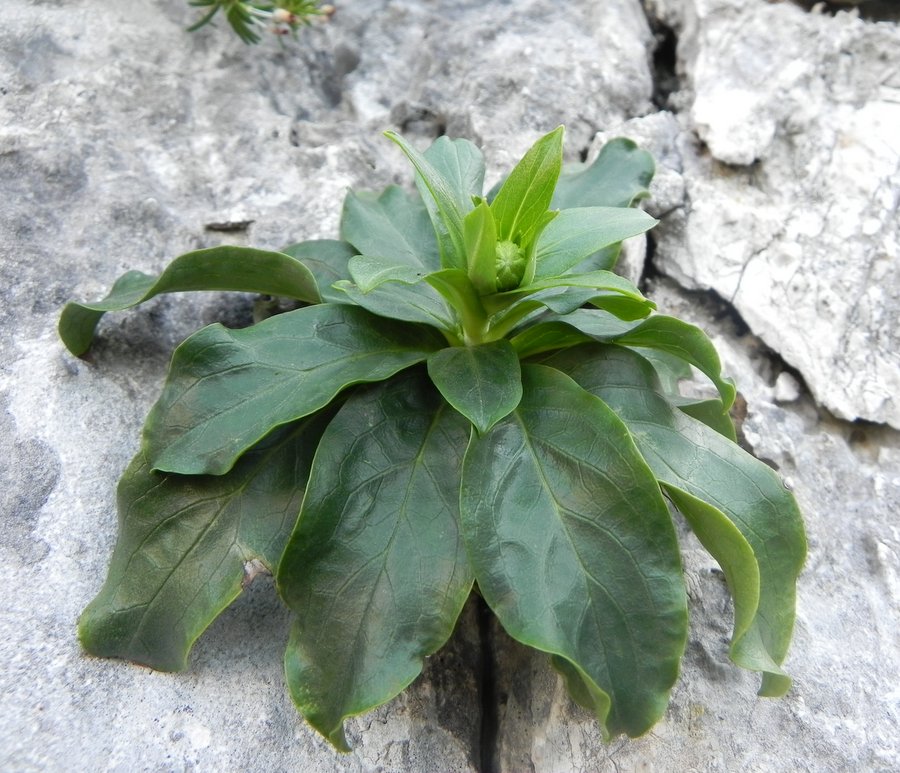 <i>Hieracium lucidum</i> Guss.