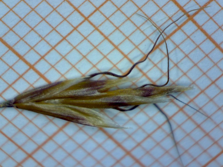 <i>Helictochloa versicolor</i> (Vill.) Romero Zarco subsp. <i>versicolor</i>