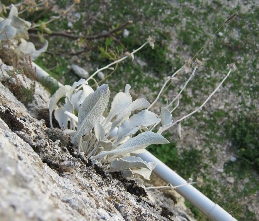 <i>Pentanema verbascifolium</i> (Willd.) D.Gut.Larr., Santos-Vicente, Anderb., E.Rico & M.M.Mart.Ort.
