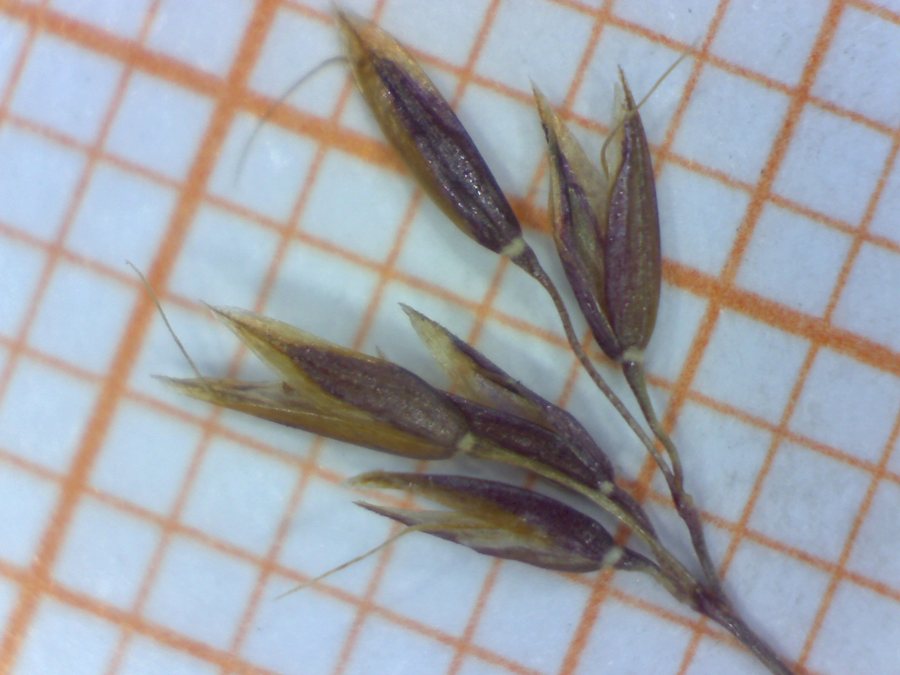 <i>Agrostis rupestris</i> All.