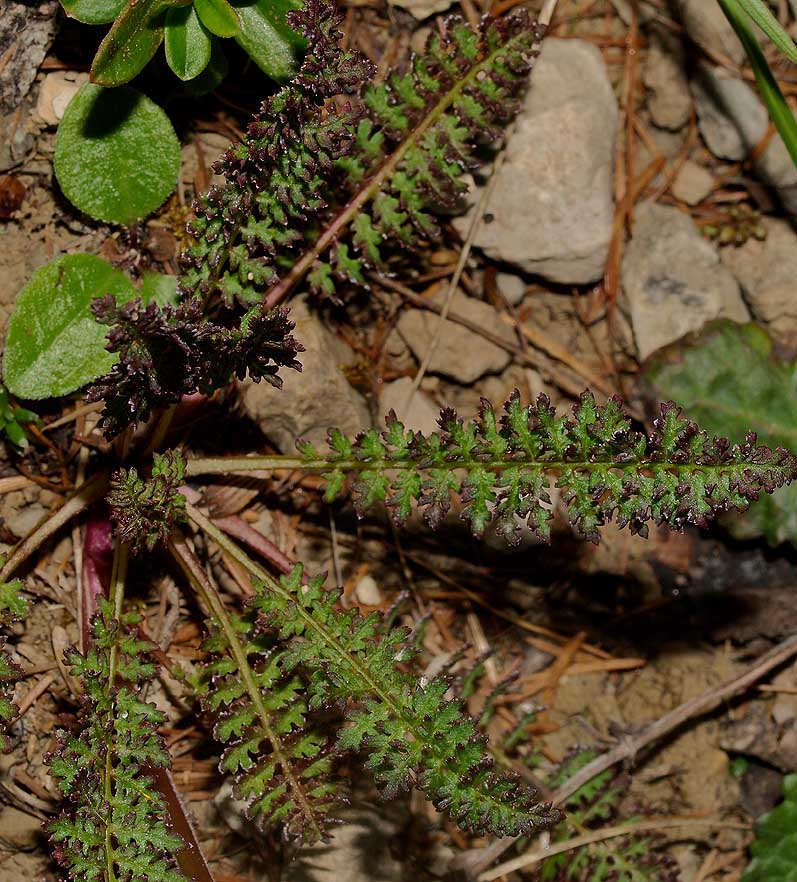 <i>Pedicularis rostratocapitata</i> Crantz