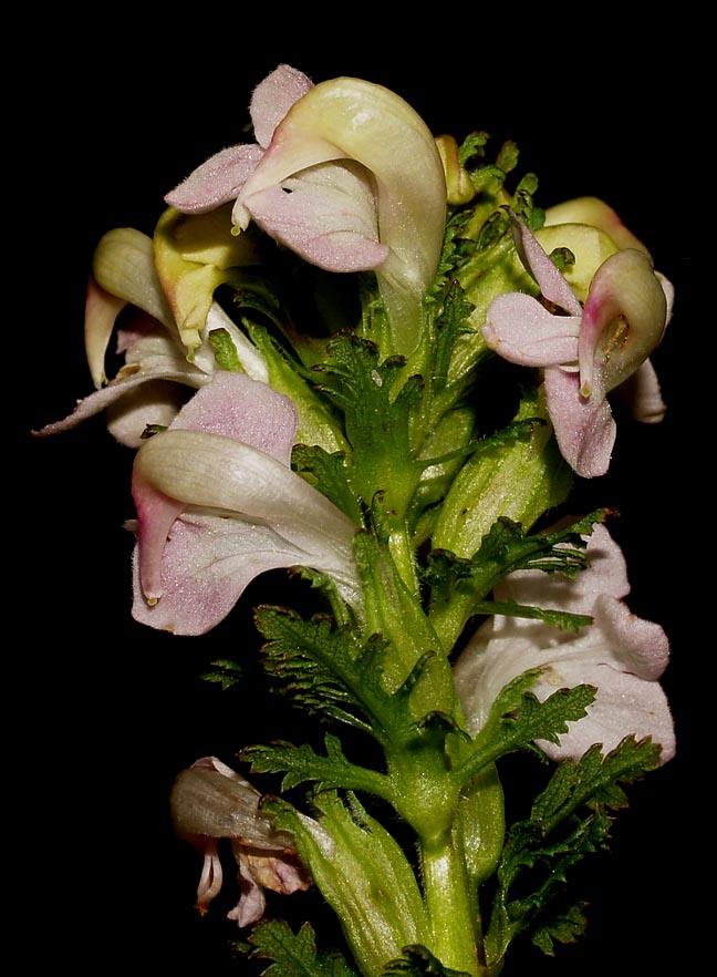 <i>Pedicularis rostratocapitata</i> Crantz