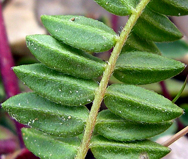 <i>Oxytropis montana</i> (L.) DC.