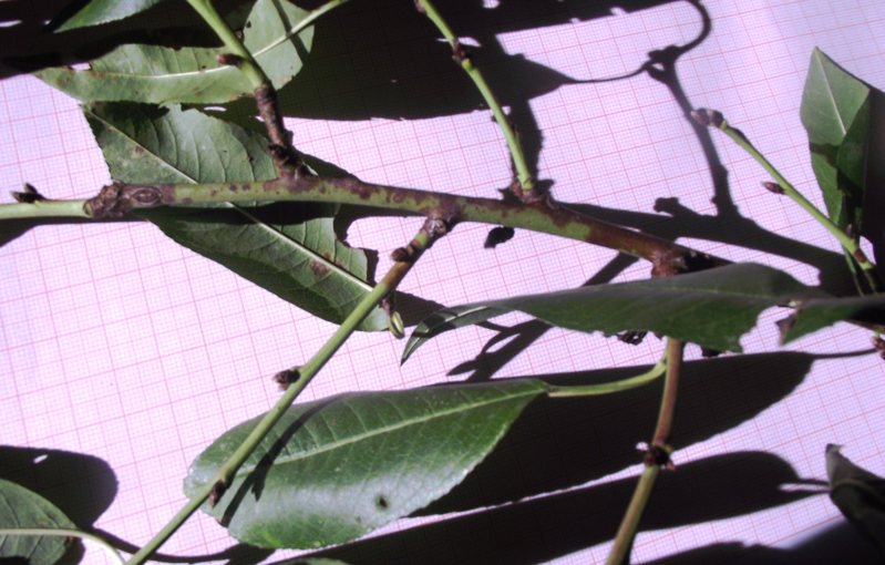 <i>Prunus x hybrida</i> (Schmidt) Galasso, Banfi & Bartolucci
