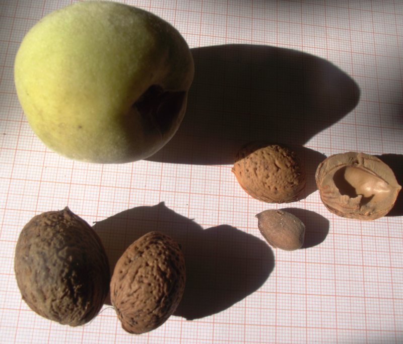 <i>Prunus x hybrida</i> (Schmidt) Galasso, Banfi & Bartolucci