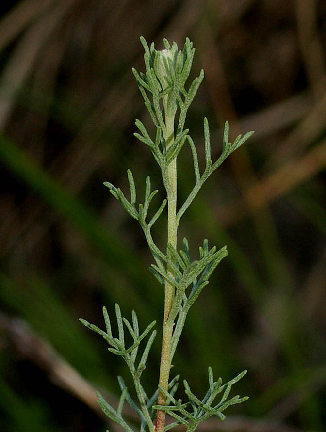 <i>Artemisia campestris</i> L.
