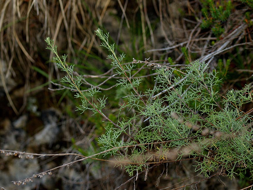 <i>Artemisia campestris</i> L.