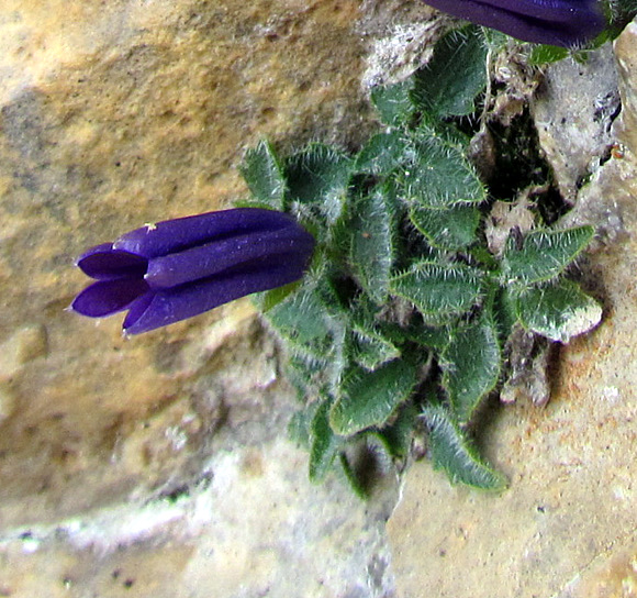 <i>Campanula morettiana</i> Rchb.