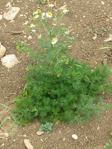<i>Matricaria chamomilla</i> L.