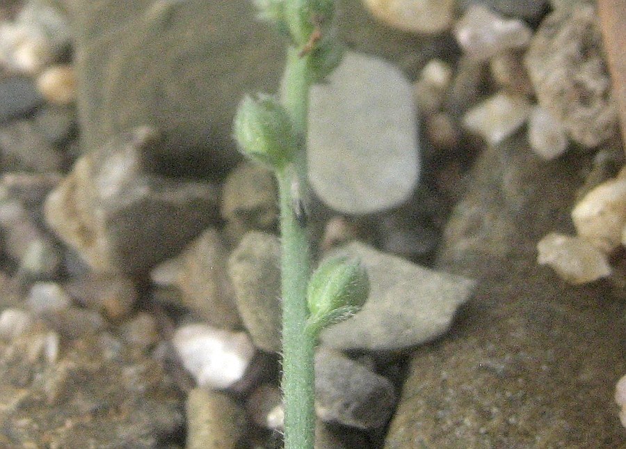 <i>Verbena supina</i> L.