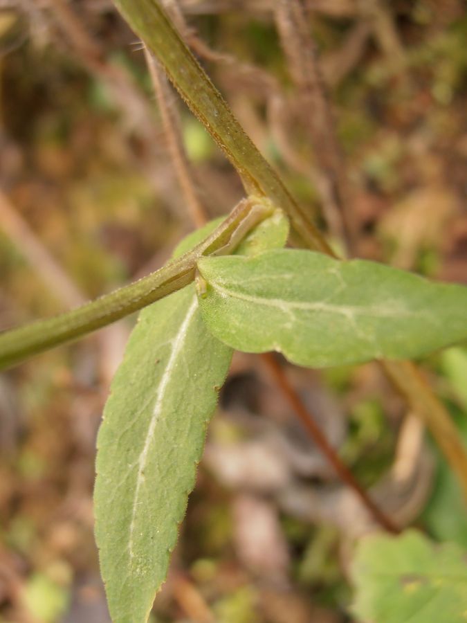 <i>Campanula patula</i> L. subsp. <i>patula</i>