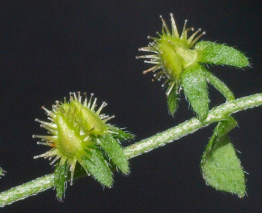 <i>Hackelia deflexa</i> (Wahlenb.) Opiz