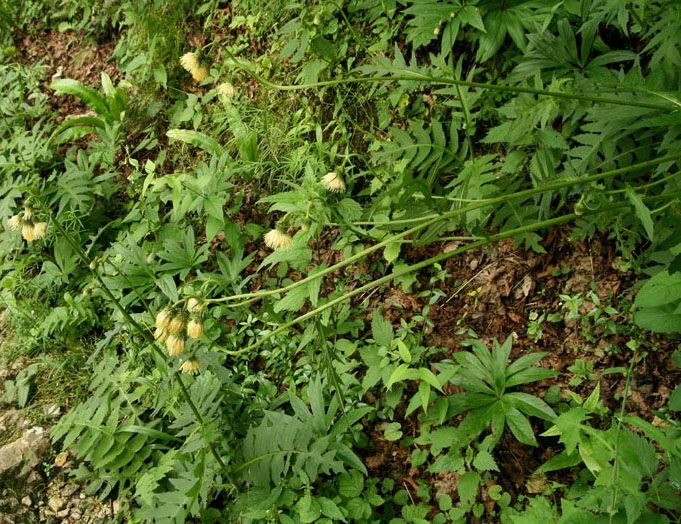 <i>Cirsium erisithales</i> (Jacq.) Scop.