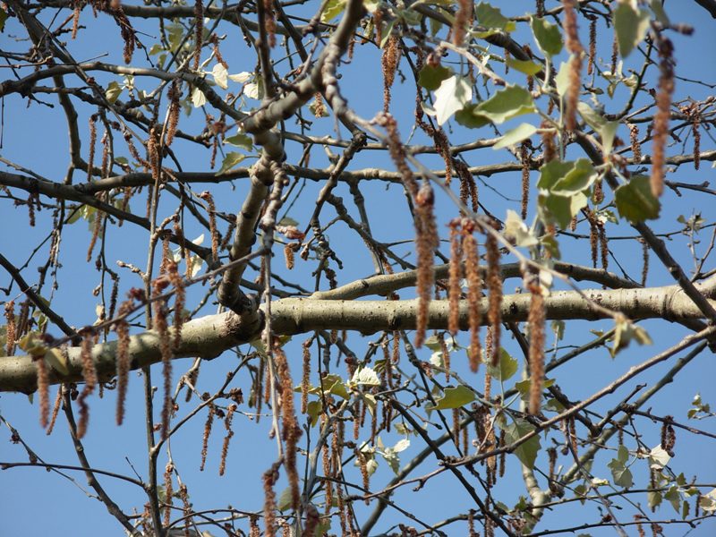 Populus alba L. Pioppo bianco. - 26-03-12 027.JPG