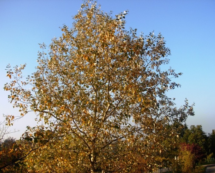 <i>Populus alba</i> L.