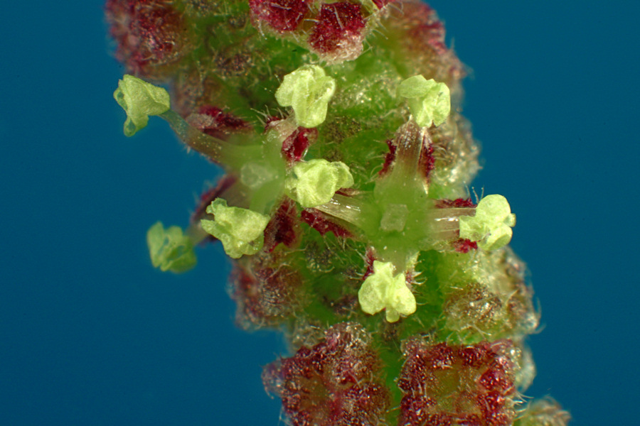 <i>Urtica membranacea</i> Poir.