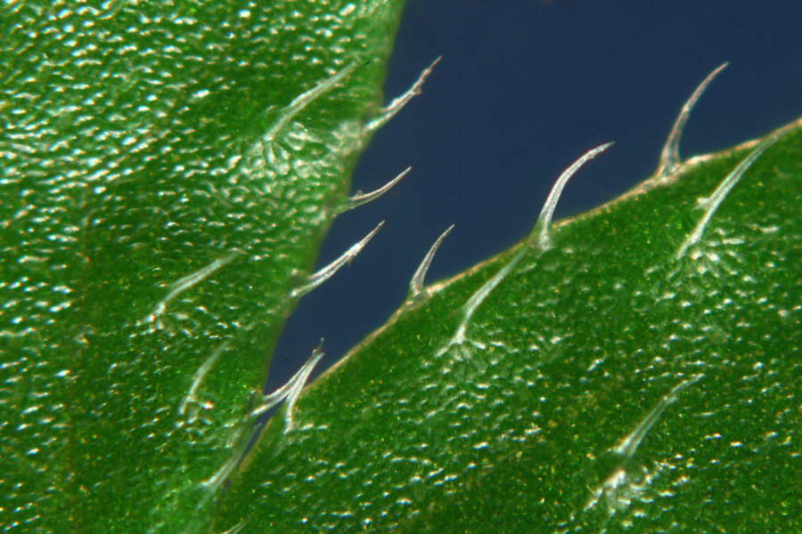 <i>Urtica membranacea</i> Poir.