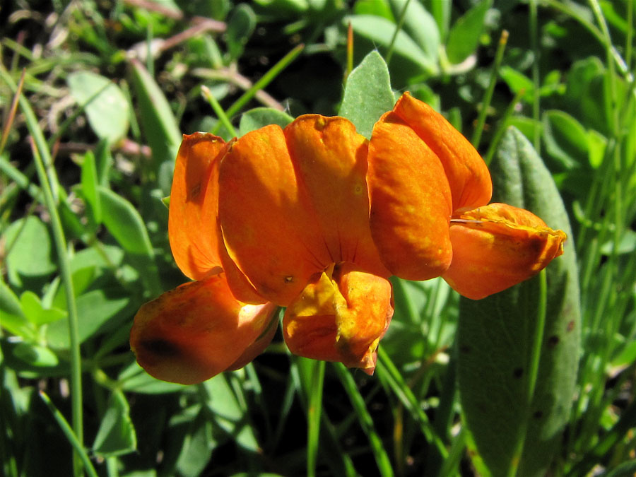 <i>Lotus corniculatus</i> L. subsp. <i>alpinus</i> (DC.) Rothm.