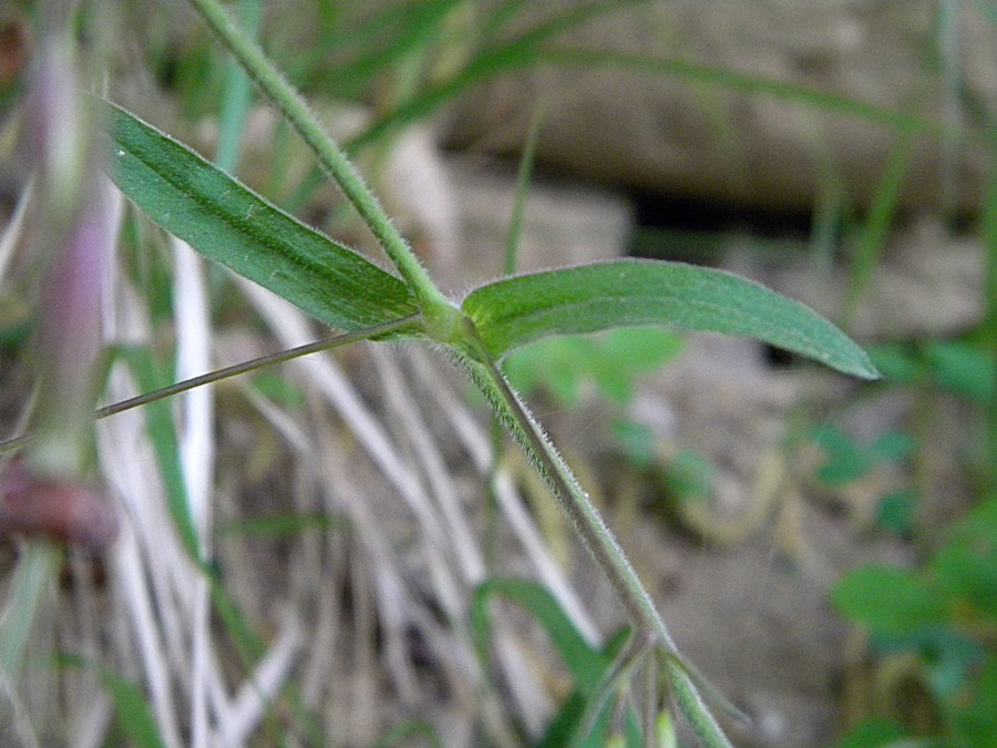 <i>Silene nutans</i> L. subsp. <i>insubrica</i> (Gaudin) Soldano