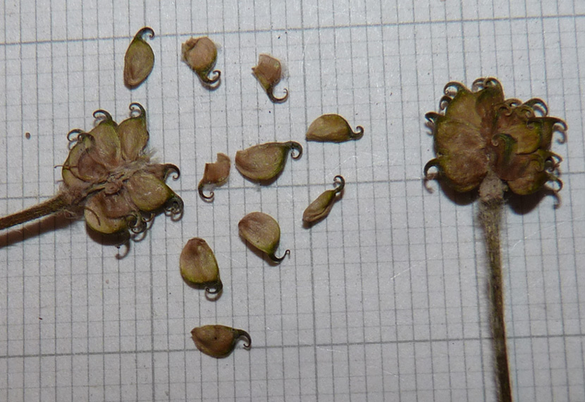 <i>Ranunculus aduncus</i> Gren. & Godr.