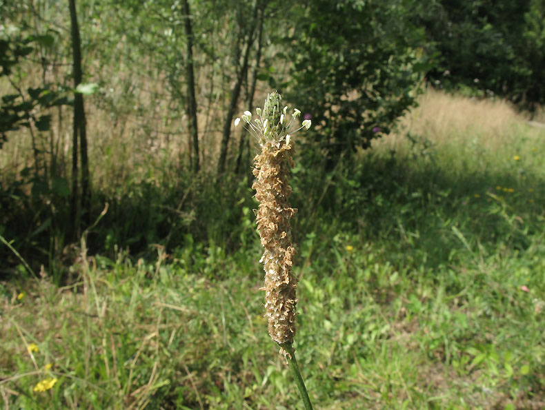 <i>Plantago altissima</i> L.