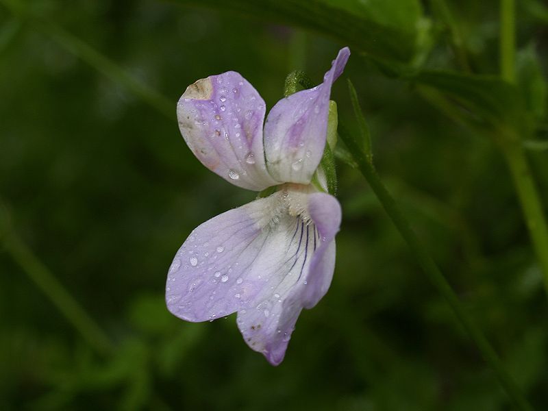 1 Viola jordanii  Hanry.jpg