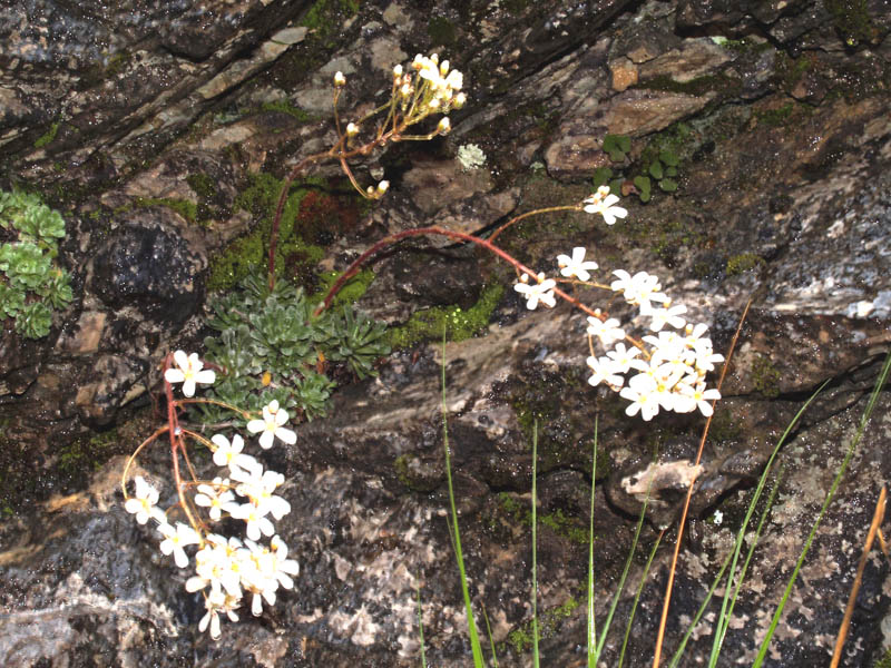 2 Saxifraga cochlearis Rchb.jpg