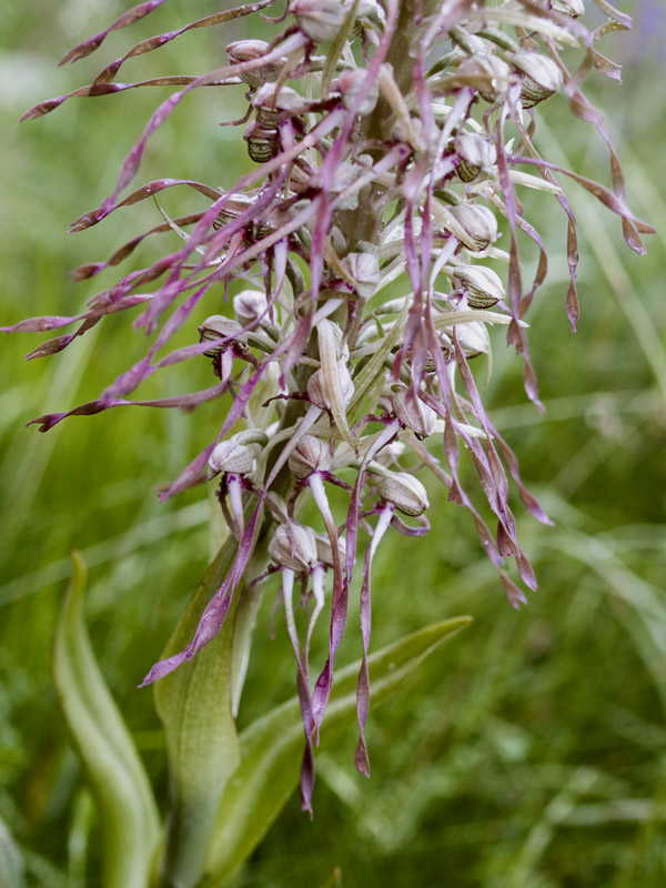 6 Himantoglossum hircinum (L.) Sprengel.jpg