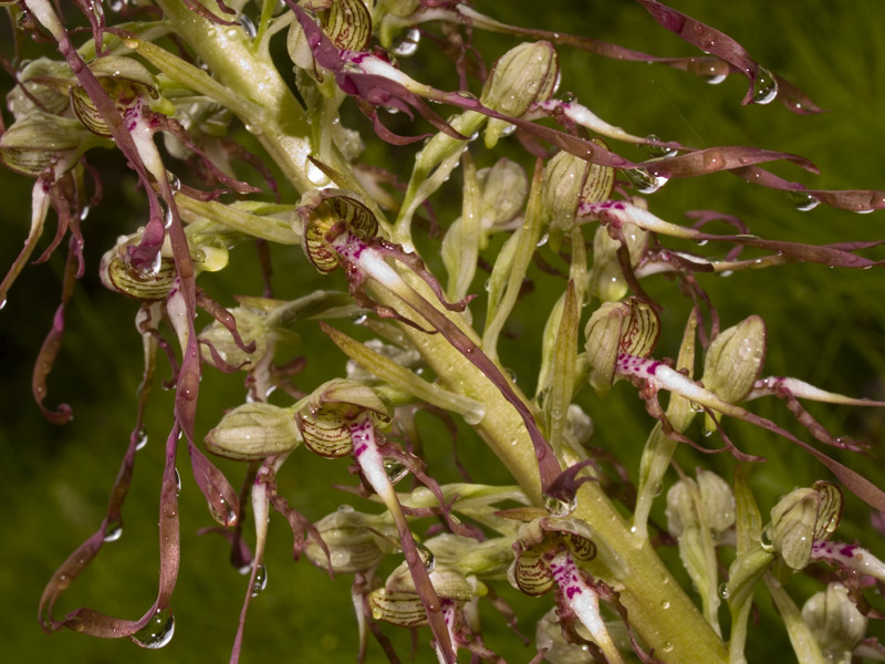 7 Himantoglossum hircinum (L.) Sprengel.jpg