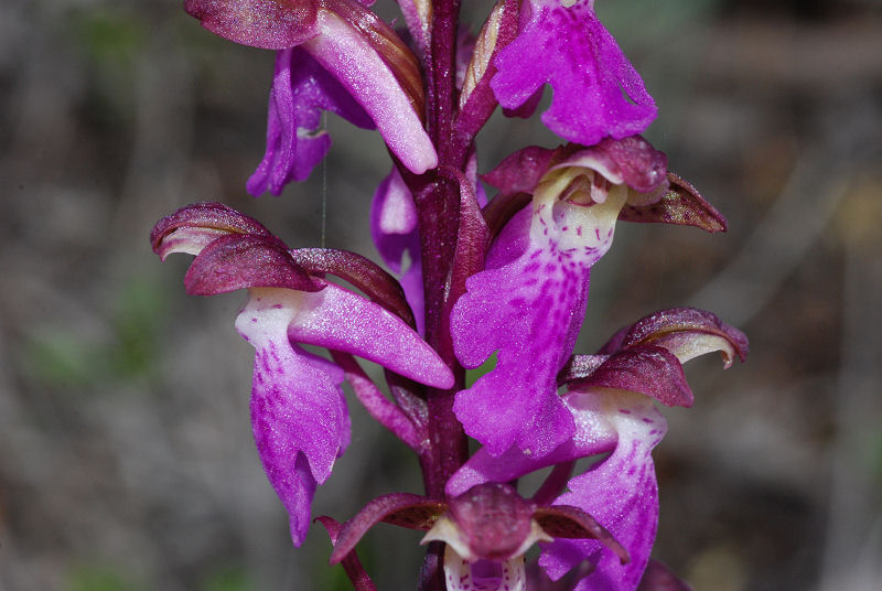 <i>Orchis spitzelii</i> Saut. ex W.D.J.Koch subsp. <i>spitzelii</i>