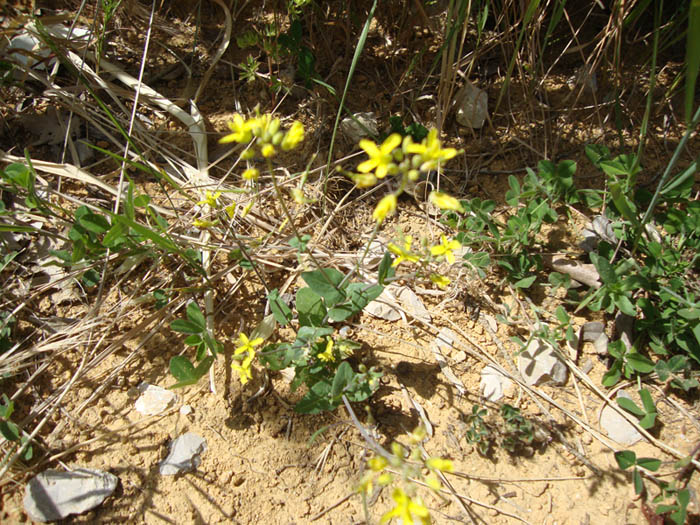<i>Brassica souliei</i> (Batt.) Batt. subsp. <i>amplexicaulis</i> (Desf.) Greuter & Burdet