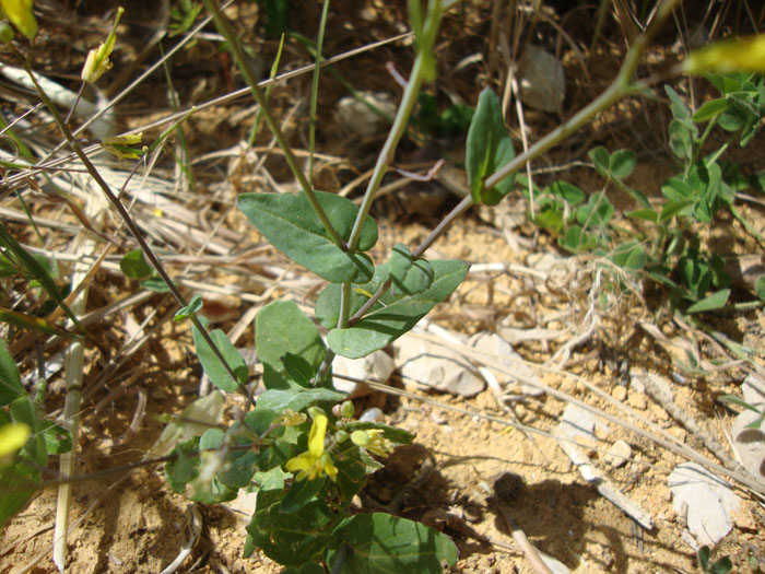 <i>Brassica souliei</i> (Batt.) Batt. subsp. <i>amplexicaulis</i> (Desf.) Greuter & Burdet