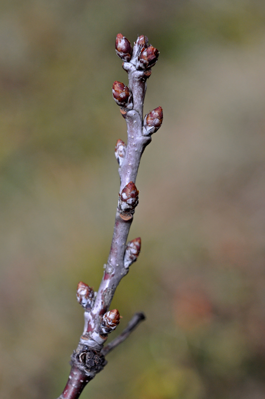 <i>Prunus cerasus</i> L.