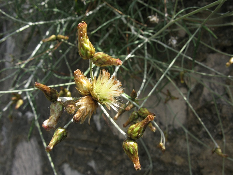 <i>Phagnalon sordidum</i> (L.) Rchb.