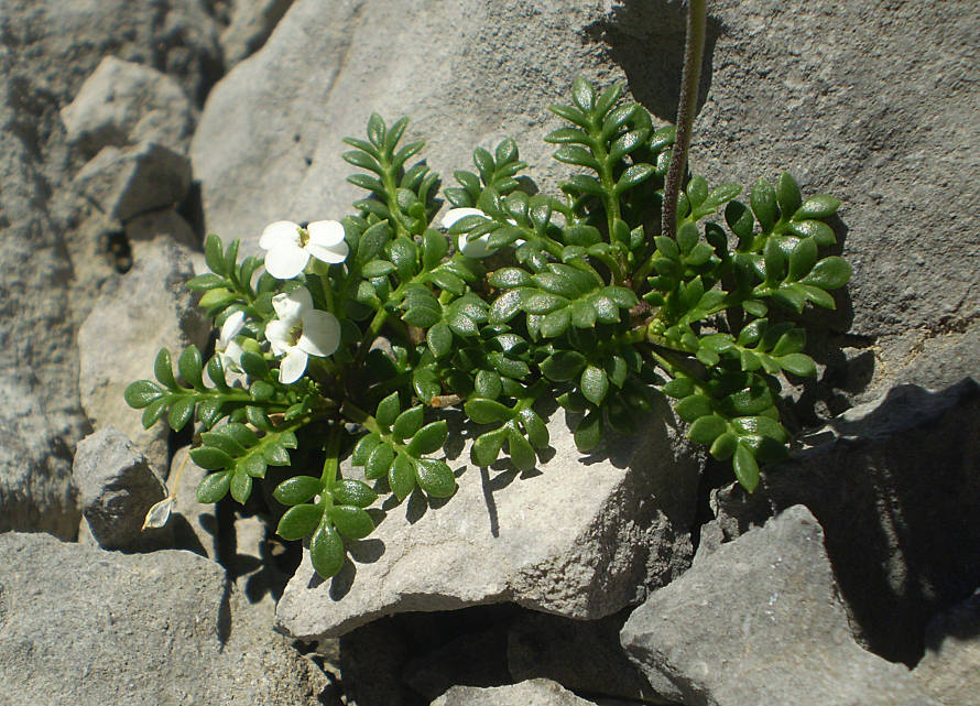 <i>Hornungia alpina</i> (L.) O.Appel