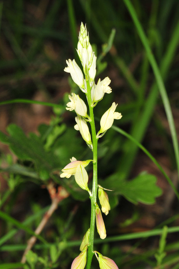 <i>Polygala flavescens</i> DC. subsp. <i>pisaurensis</i> (Caldesi) Arcang.