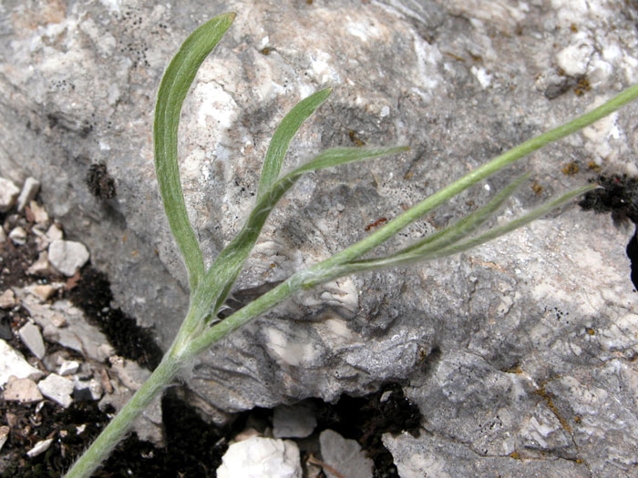 <i>Ranunculus illyricus</i> L.