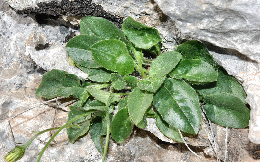 <i>Hieracium humile</i> Jacq. subsp. <i>brachycaule</i> Vuk. ex Zahn
