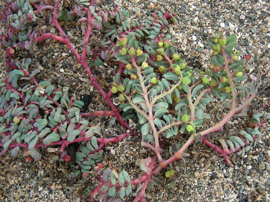 <i>Euphorbia peplis</i> L.