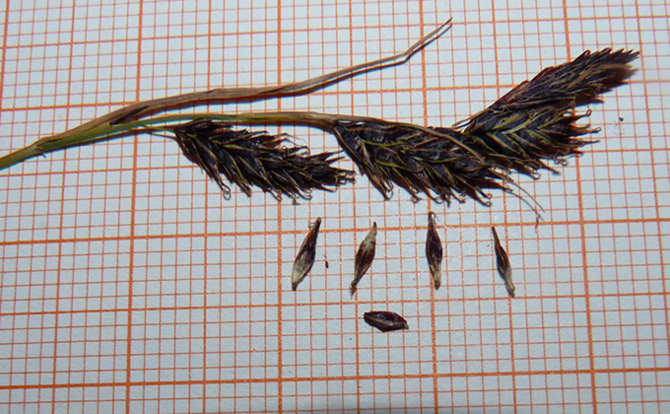 <i>Carex frigida</i> All.