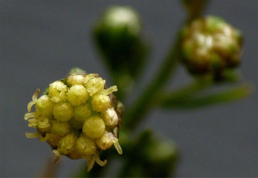 <i>Artemisia annua</i> L.