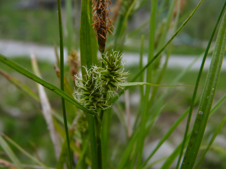 <i>Carex demissa</i> Hornem. subsp. <i>demissa</i>