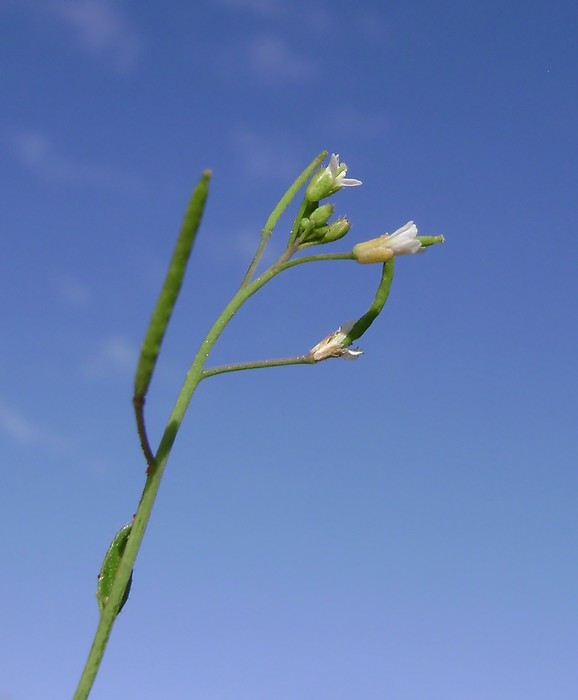 <i>Arabidopsis thaliana</i> (L.) Heynh.