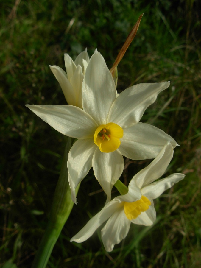 <i>Narcissus tazetta</i> L. subsp. <i>italicus</i> (Ker Gawl.) Baker
