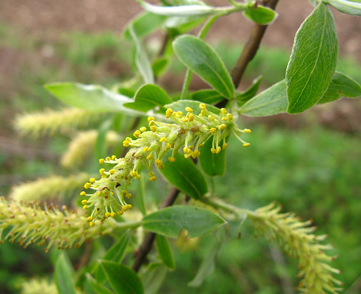 <i>Salix alba</i> L.
