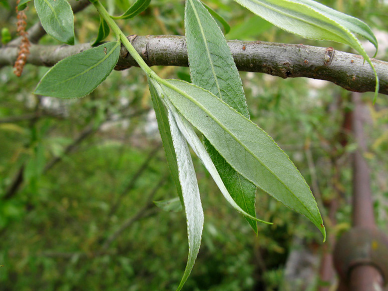<i>Salix alba</i> L.